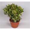 Crassula Sunset