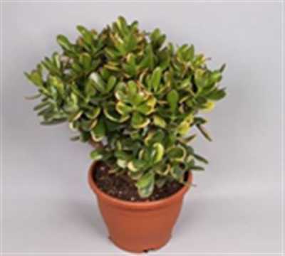 Crassula Sunset