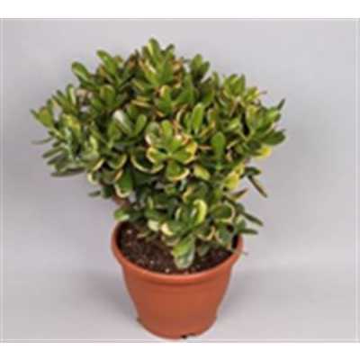 Crassula Sunset