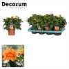 Crossandra Inf Fortuna