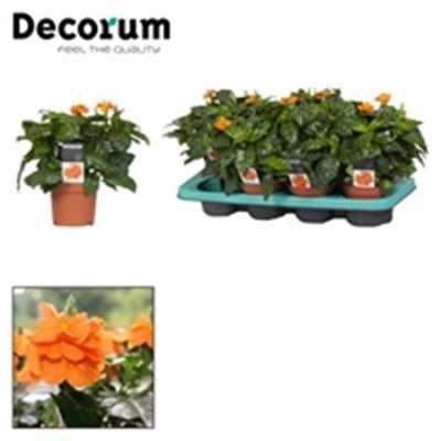 Crossandra Inf Fortuna