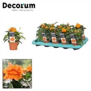 Crossandra Inf Fortuna