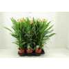 Curcuma Al Siam Solar