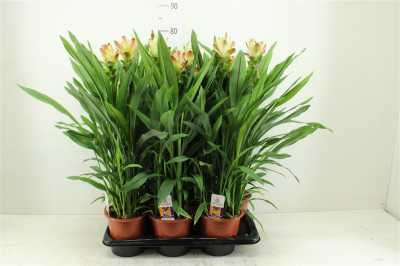 Curcuma Al Siam Solar