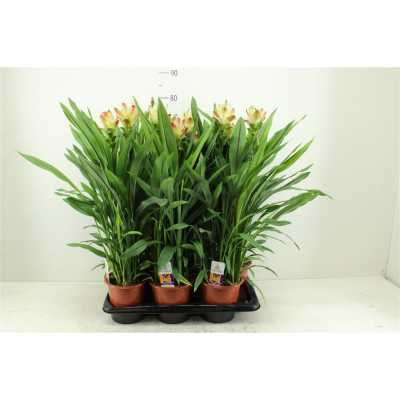 Curcuma Al Siam Solar