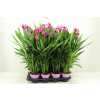 Curcuma Siam Splash