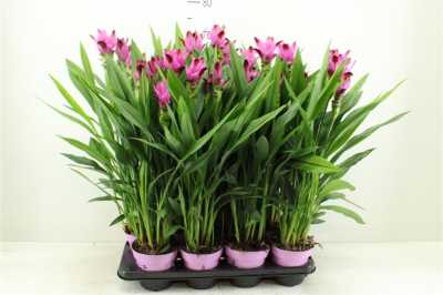 Curcuma Siam Splash