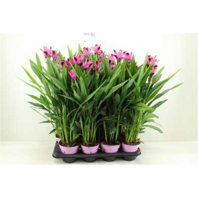 Curcuma Siam Splash