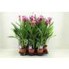 Curcuma Siam Splash