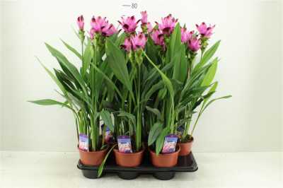 Curcuma Siam Splash
