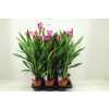 Curcuma Siam Splash