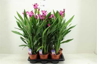 Curcuma Siam Splash