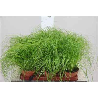 Cyperus Zumula