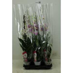 Dendrobium Gemengd 1 Tak