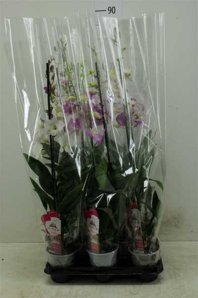 Dendrobium Gemengd 1 Tak
