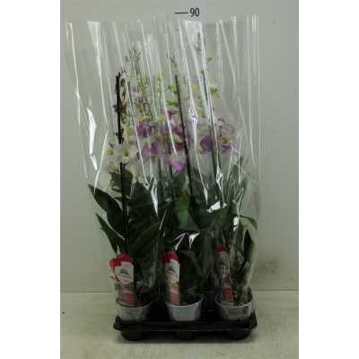 Dendrobium Gemengd 1 Tak