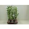 Dendrobium Nobilee Wit 1 Tak