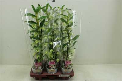 Dendrobium Nobilee Wit 1 Tak