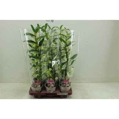 Dendrobium Nobilee Wit 1 Tak