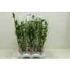 Dendrobium Nobilee Wit 2 Tak