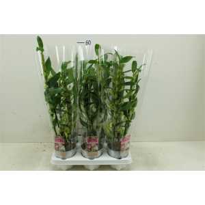 Dendrobium Nobilee Wit 2 Tak