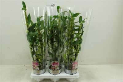 Dendrobium Nobilee Wit 2 Tak