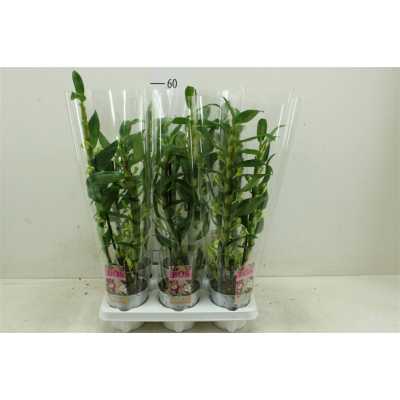 Dendrobium Nobilee Wit 2 Tak