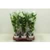 Dendrobium Nobilee Wit 3 Tak