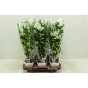 Dendrobium Nobilee Wit 3 Tak