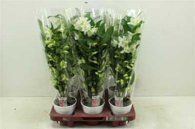 Dendrobium Nobilee Wit 3 Tak