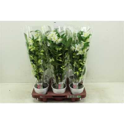 Dendrobium Nobilee Wit 3 Tak