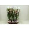 Dendrobium Sunny Eyes 2 Tak