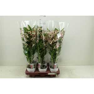 Dendrobium Sunny Eyes 2 Tak