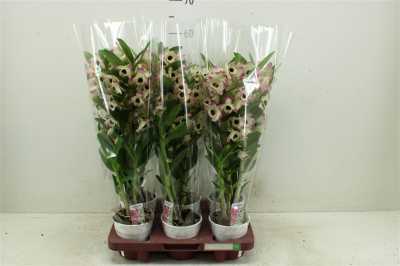 Dendrobium Sunny Eyes 2 Tak