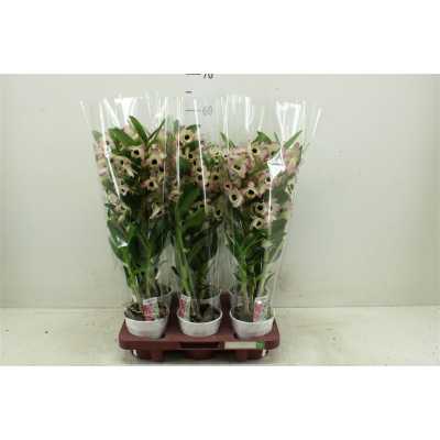 Dendrobium Sunny Eyes 2 Tak