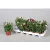 Dianthus Mix