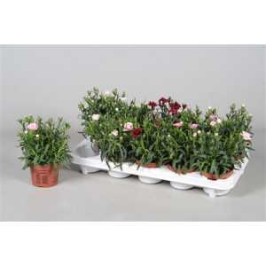 Dianthus Mix