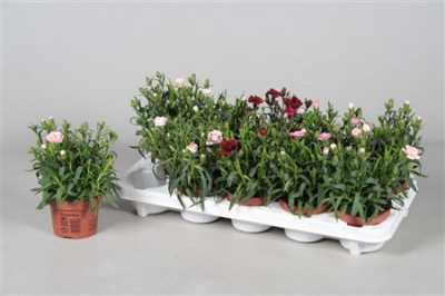 Dianthus Mix