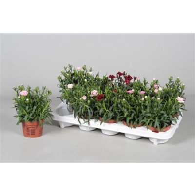 Dianthus Mix
