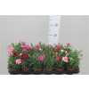 Dianthus Mix