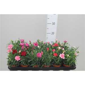 Dianthus Mix