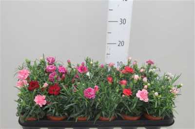 Dianthus Mix