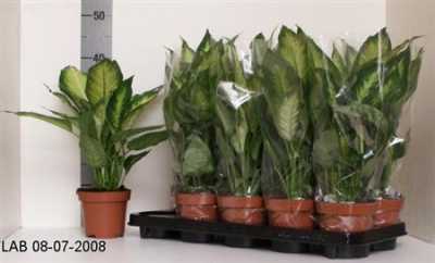 Dieffenbachia Camilla