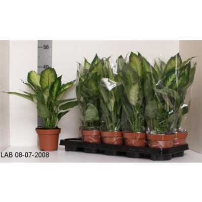 Dieffenbachia Camilla