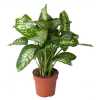 Dieffenbachia Tropic Snow P24