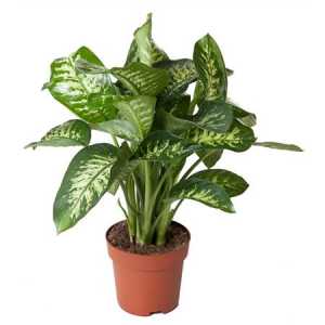 Dieffenbachia Tropic Snow P24