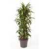 Drac Fragrans Hawaiian Sunshine Vertakt