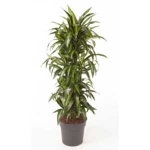 Drac Fragrans Hawaiian Sunshine Vertakt
