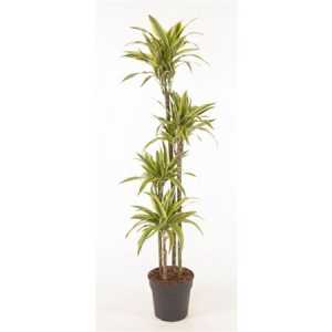 Drac Lemon Lime 120-90-60-30