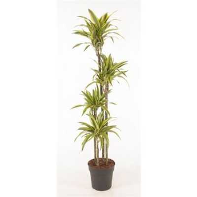 Drac Lemon Lime 120-90-60-30